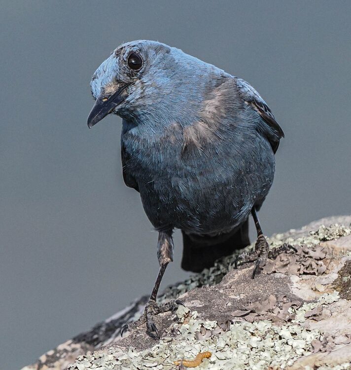 Blue Rock Thrush
