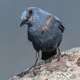 Blue Rock Thrush