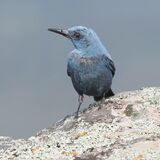 Blue Rock Thrush