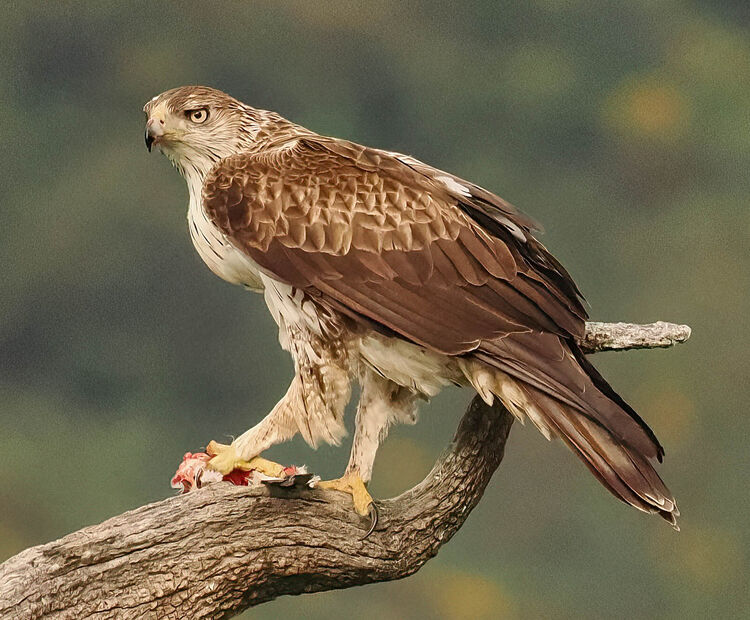 Bonelli's Eagle