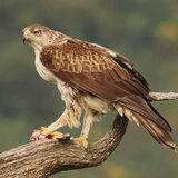 Bonelli's Eagle