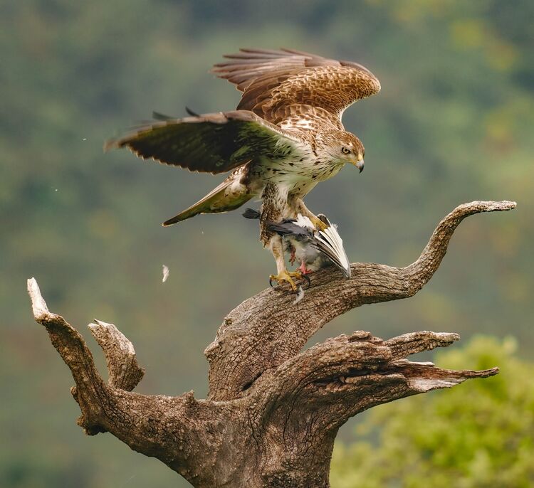 Bonelli's Eagle-