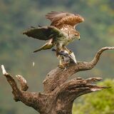 Bonelli's Eagle-