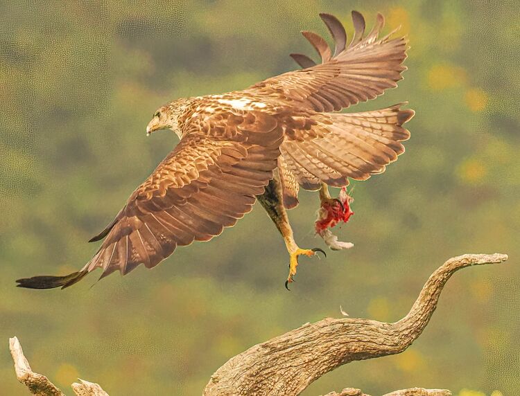 Bonelli's Eagle