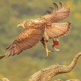 Bonelli's Eagle