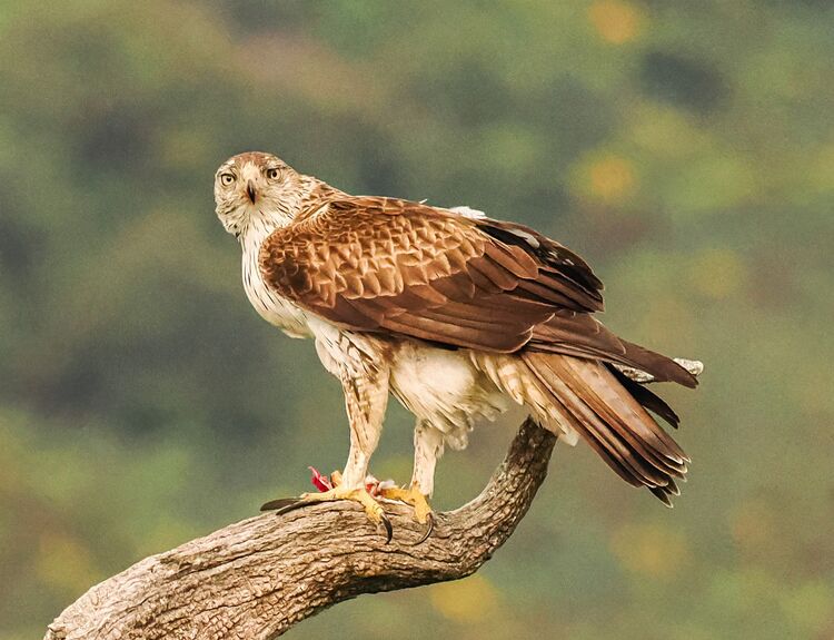 Bonelli's Eagle