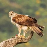 Bonelli's Eagle
