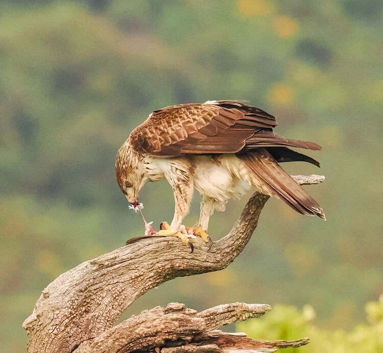 Bonelli's Eagle