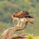 Bonelli's Eagle