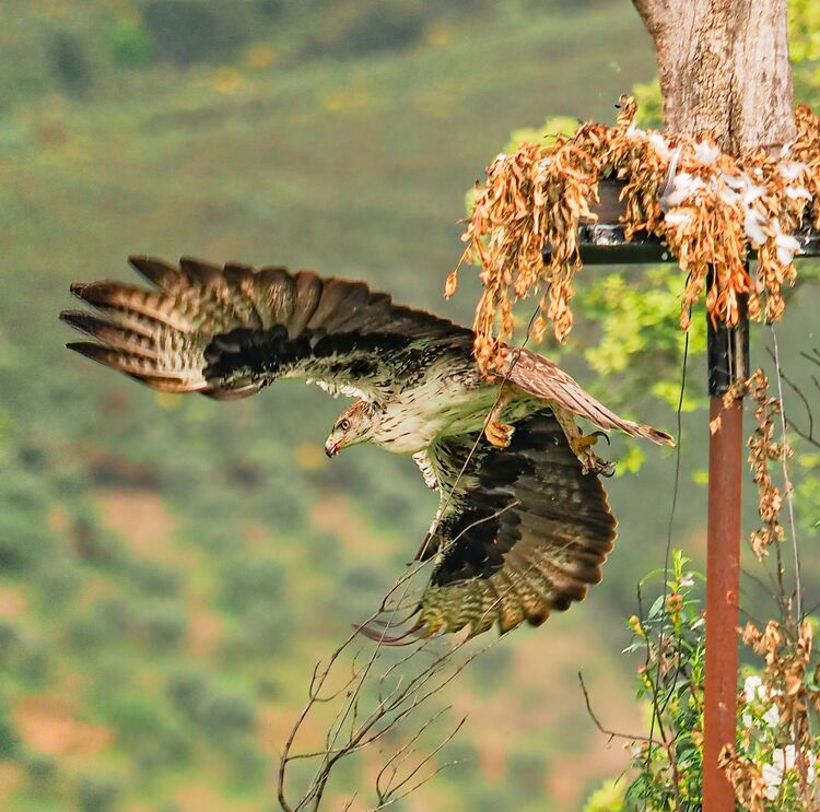 Bonelli's Eagle