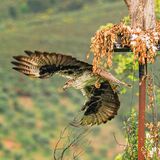 Bonelli's Eagle