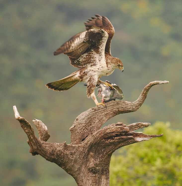 Bonelli's Eagle