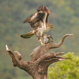 Bonelli's Eagle