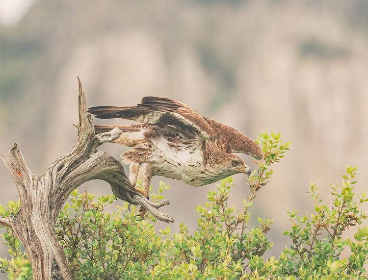 Bonelli's Eagle