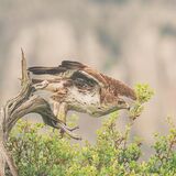 Bonelli's Eagle
