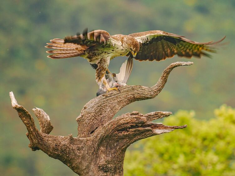 Bonelli's Eagle8-