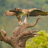 Bonelli's Eagle8-