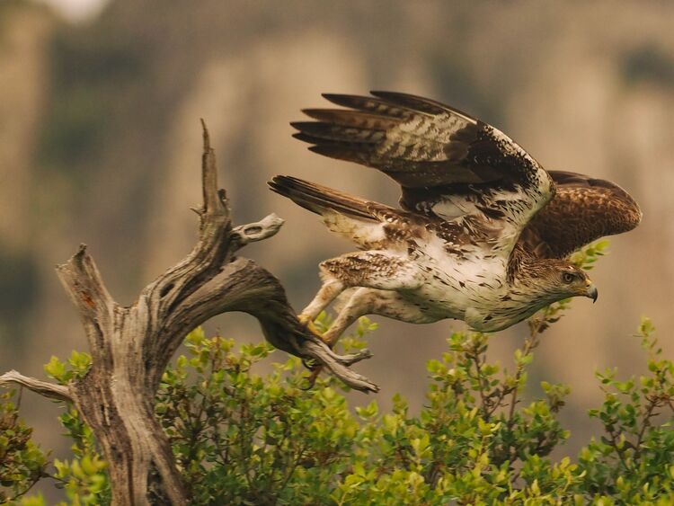 Bonelli's Eagle