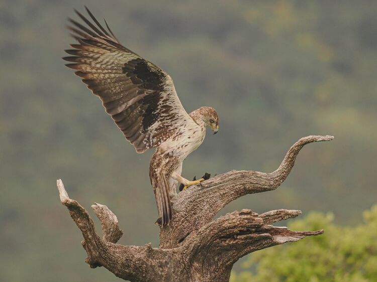 Bonelli's Eagle