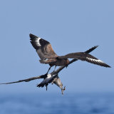 Bonxie attacking gull. Paleagic off Portugal 2015