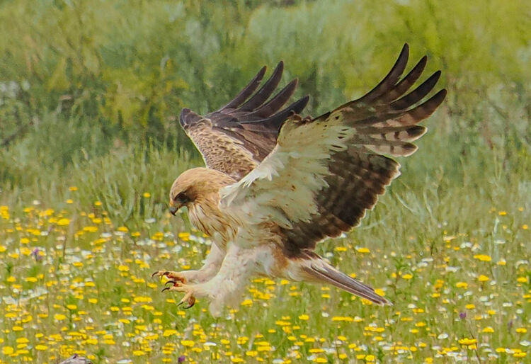 Booted Eagle