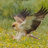 Booted Eagle