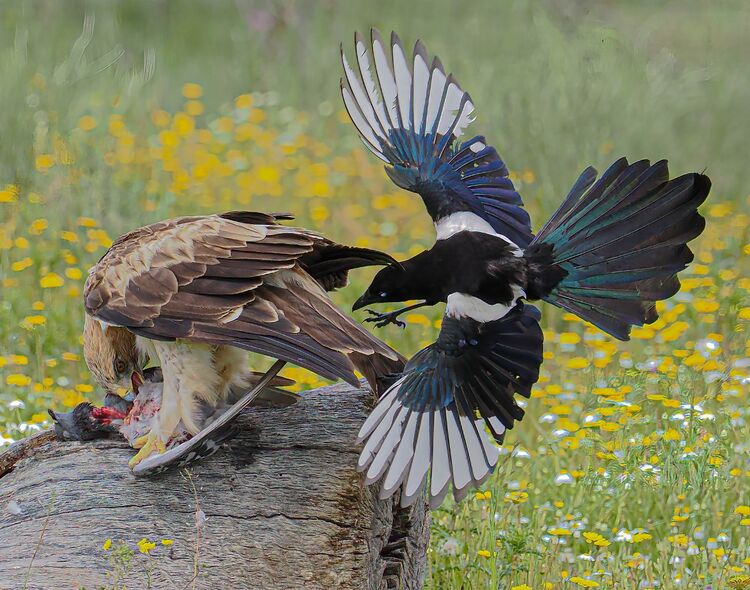 Booted Eagle