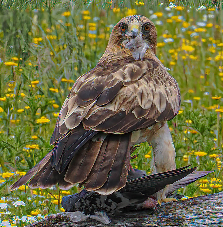 Booted Eagle