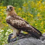 Booted Eagle