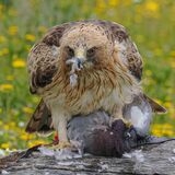 Booted Eagle