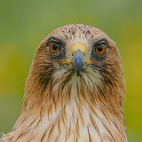 Booted Eagle