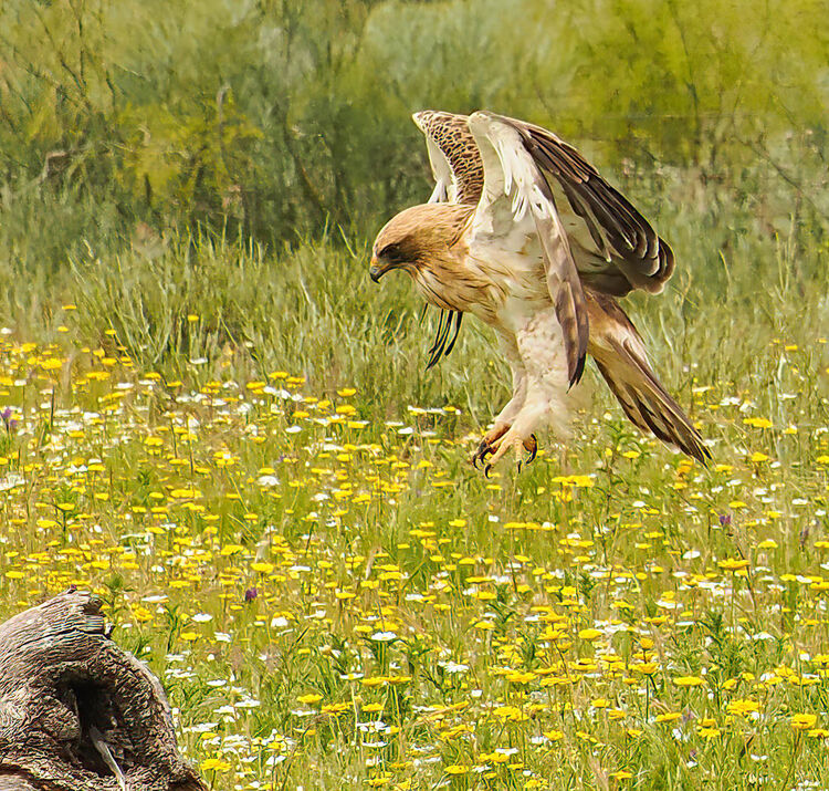 Booted Eagle