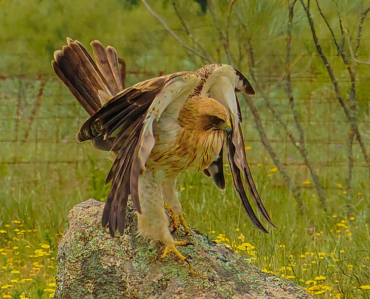 Booted Eagle