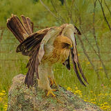 Booted Eagle