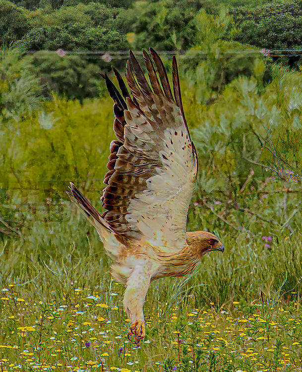Booted Eagle