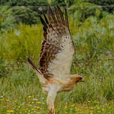 Booted Eagle