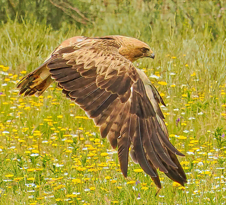 Booted Eagle