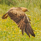Booted Eagle