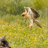 Booted Eagle