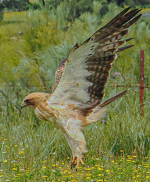 Booted Eagle