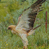 Booted Eagle
