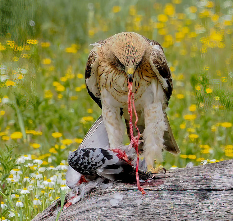 Booted Eagle