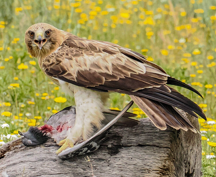 Booted Eagle