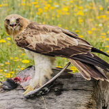 Booted Eagle