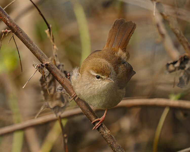 Cetti's Warbler
