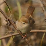 Cetti's Warbler
