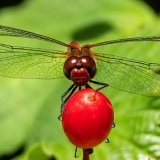 Common Darter