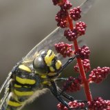 Golden-ringed Dragonfly