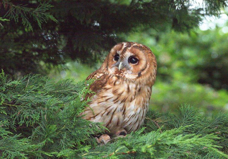 Tawny