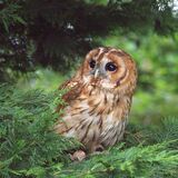Tawny